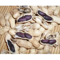 【供】定購黑花生種子